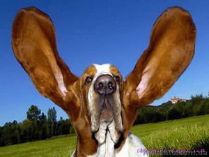 Бассет Хаунд продам щенков #1073578