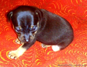 щенок той-терьер девочка. ч/п окраса #1067835