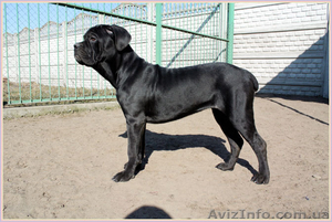 Кане Корсо щенки. Помёт от итальянской пары Чемп  #1076758