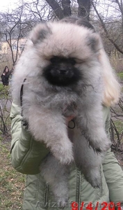 шпиц померанский #1072199