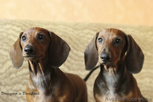 щенки таксы стандартной гладкошерстной #1070164