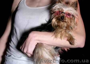 Одежда и аксессуары для йорка #1080772