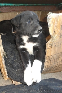 Замечательные щеночки только в ответственные руки! #1070864
