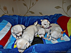 чихуахуа,  щенки  питомник Angel Tonatiuh #1072445