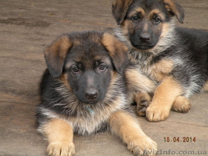 немецкое овчарование #1076021