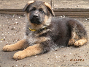 Элитные щенки немецкой овчарки  шоу класса #1077858