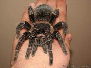 Продам паука птицееда Lasiodora parahybana один из самых крупных видов #1067521