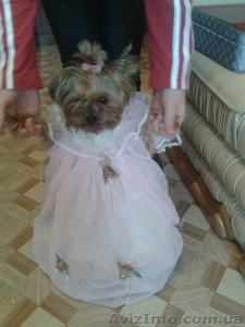 Продам замечательных щенков Йориков #1067363