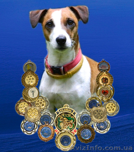 Лучший антикризисный друг – шенок джек рассел терьера  #1073158