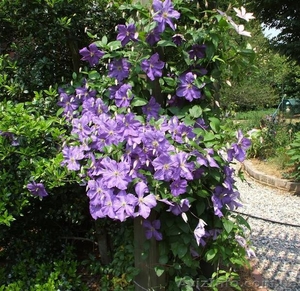 Продам саженцы клематиса #1077175