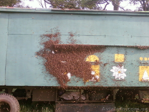 маточное молочко,  перга,  настойка восковой моли,  трутневое молочко #1073051