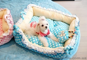 Лежаки,  домики для собак #1073104