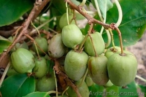 Актинидия Киевская крупноплодная В КОНТЕЙНЕРЕ #1074857