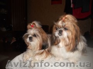 Продам щенки ши-тцу #1071490