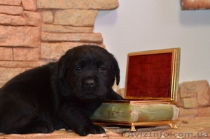 Щенки лабрадора высокого европейского уровня #1072947