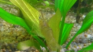 Растения аквариумные. Эхинодорус. Нимфея. Амбулия. Людвигия. Апоногетон. Ротала. #1080639