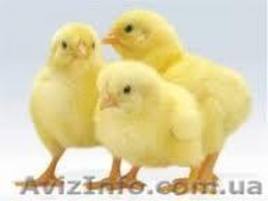 Бройлер КоББ - 500 (опт и роз) #1073055