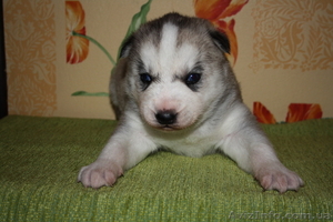 Хаски голубоглазые щенки #1073401