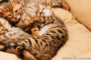 Продаются бенгальские коты и кошки #1082538