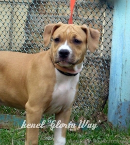 Выстовачный щенок  Девочка  Ам. Стафф. Терьер.,  #313359