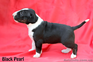 щенки бультерьера от титулованых родителей #1069643