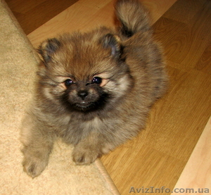 Очаровательные щенки немецкого шпица! #1066440