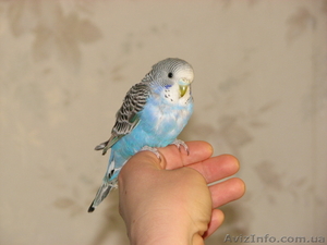 Попугай волнистый. Птенец. Ручная. #1074624