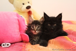 Лучшие Котята Мейн-Кунята Для Вас! #1076581