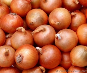 Продаем Краснодарский лук #1073952