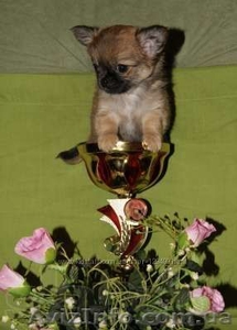 Щенки чихуахуа из профессионального питомника #1082904