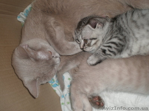 Продам шикарных шотландских котят #1076792