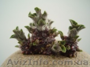 семена картофеля #1074778