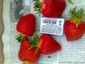 Продажа саженцев клубники  #1069318