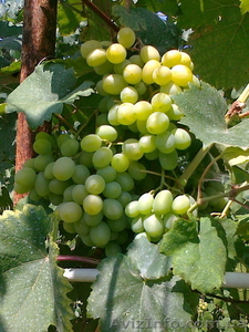  САЖЕНЦЫ винограда В КОНТЕЙНЕРЕ #1074861