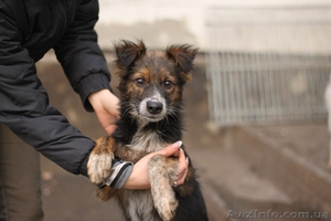 Девочка-щенок 10 месяцев ищет семью!  #1072644