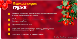 Ягоды Годжи из Тибета для похудения. 100% гарантии результата #1081918
