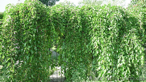 Саженцы Шелковица плакучая, пендула 200 грн. #1070964