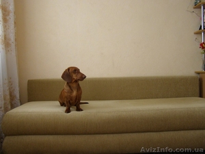 Вязка (такса)-Вязка (такса) #1073071