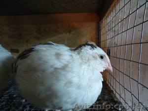 перепела от суточных до несушек #1075979