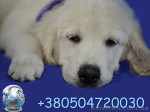 щенки золотистого ретривера от чемпионов #1067056