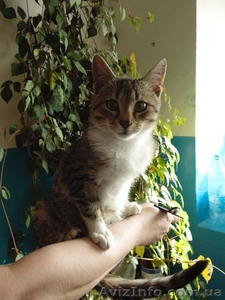 Котенок-девочка в хорошие руки!  #1078988