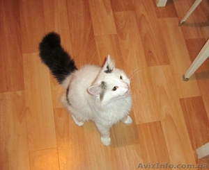 Пропал кот. Помогите найти. Николаев #1073215