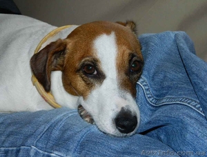 Симпатичные щенки джек рассел терьера #1076055