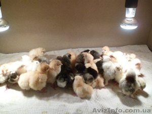 3-х cуточные цыплята!Домашнее яйцо!Утята! #1089224