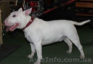 Продаются щенки английского бультерьера #1091058