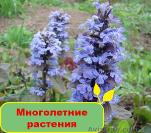 Купить многолетние растения в Greensad #1095834