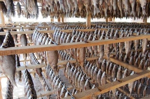 тарань окунь плотва лещ #1086078