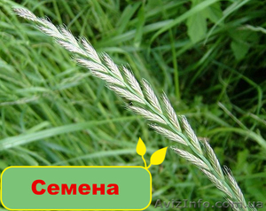 Купить качественные семена в Greensad #1095836