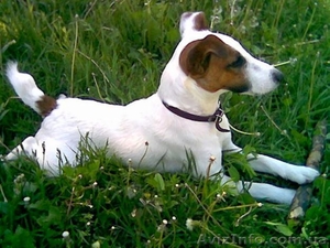 продам щенков гладкошерстного фокстерьера от рабочих родителей #1092588