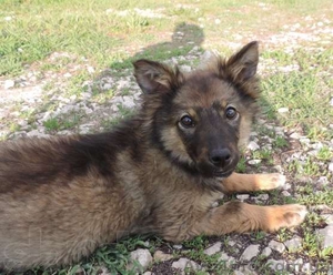 Ищем хозяина с добрым сердцем #1085640